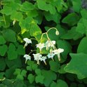 Vancouveria hexandra fleur